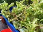 We have varietal lettuce galore.