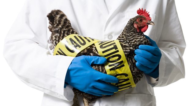 Letter Re: Avian Flu Consequences