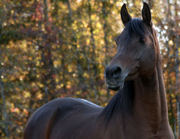 Letter Re: Equestrian Survival – Part 4