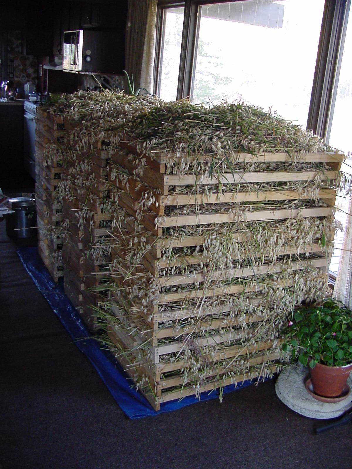 Mid-Scale Grain Gardening in Alaska- Part 1, By Alaskan Gardeners