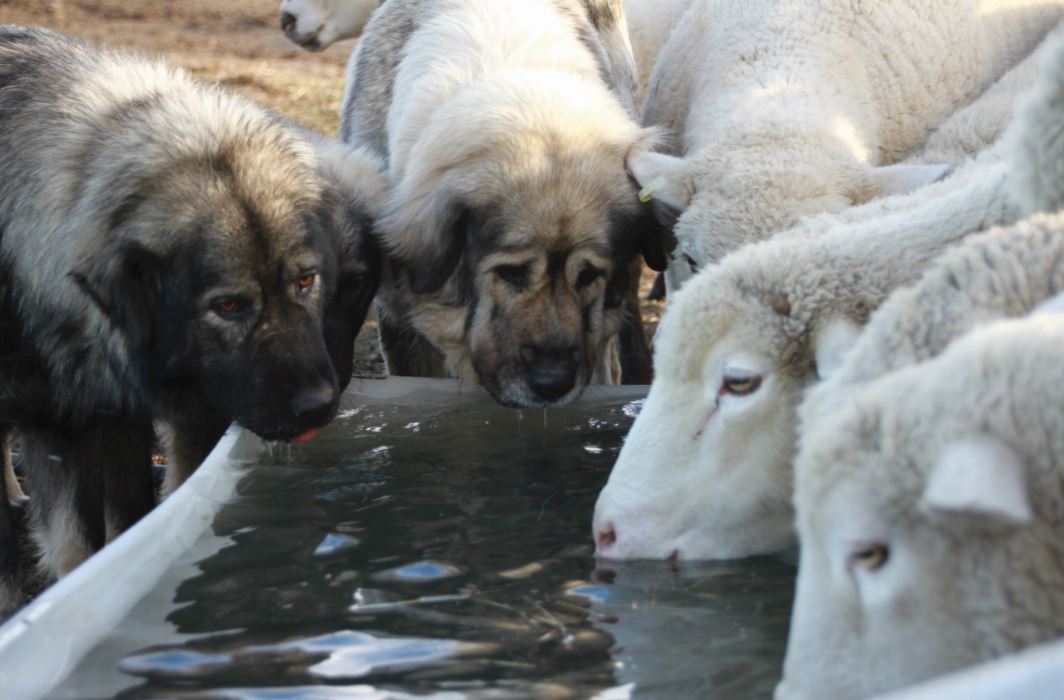 Letter: Help with Livestock Dogs Viewed as Pets by the County