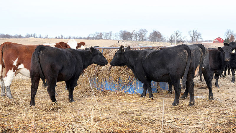 Letter: Homesteaders with Livestock in Harsh Winter Climates
