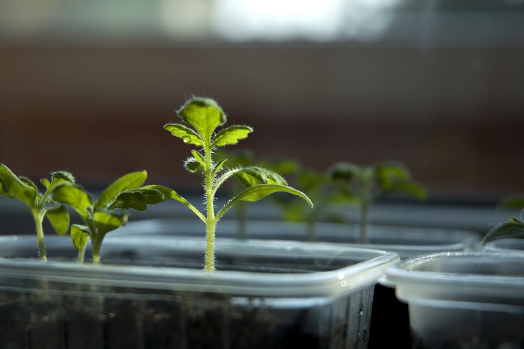 Garden Sprouts Tomato