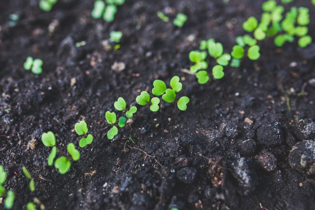 Garden Sprouts - Arugula