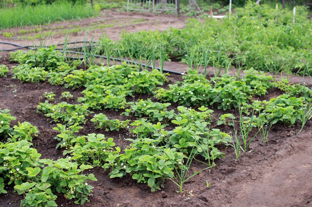 Garden Sprouts