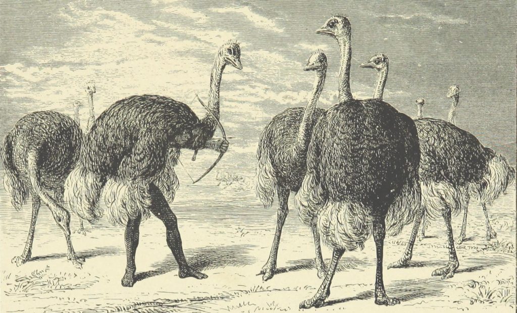 Deception Camouflage Ostriches