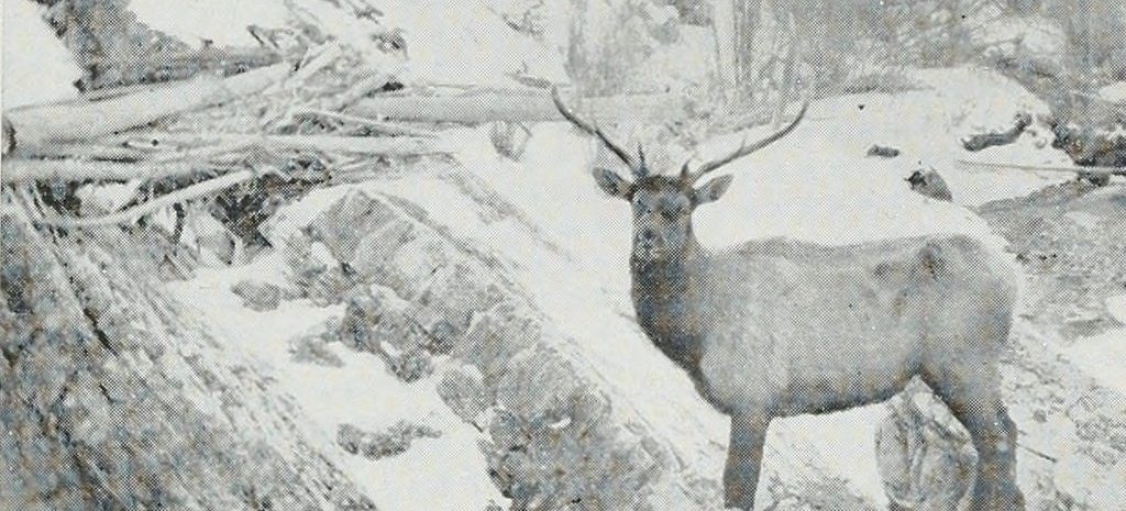 Elk Sun River Montana