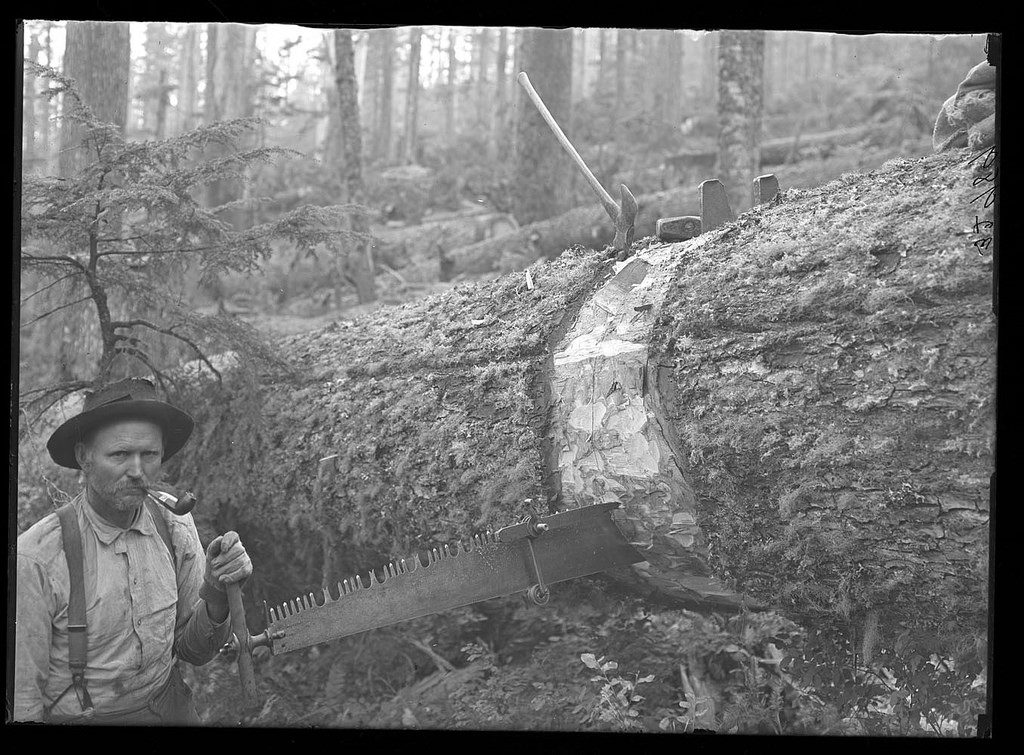 Lumber: Undercutting a Larch Tree Logging Timber 1910