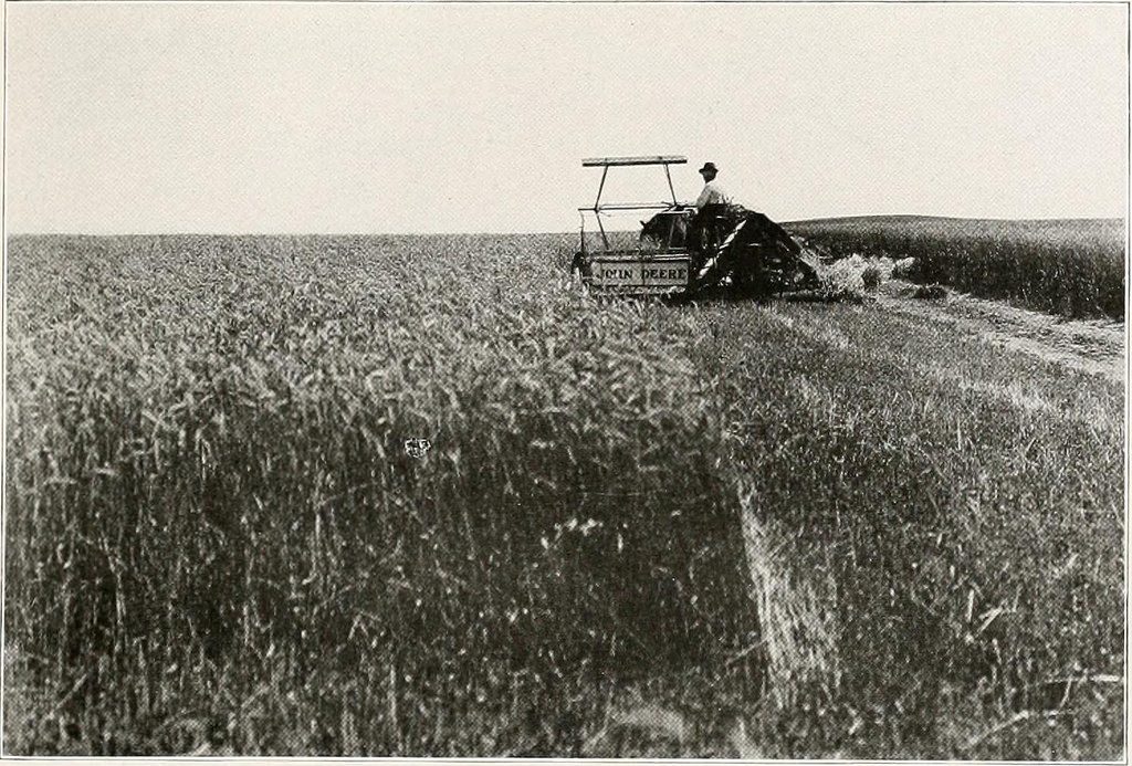 Wheat Harvest