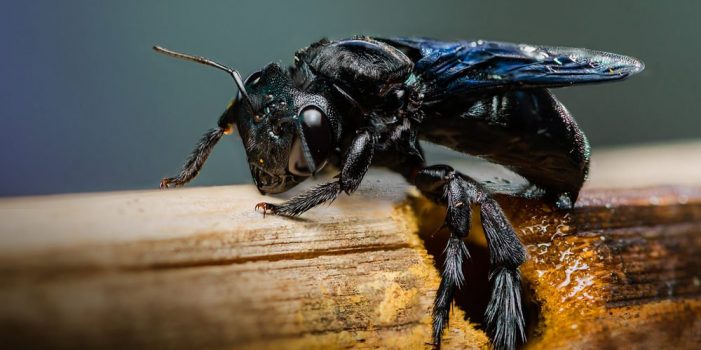 Letter: Carpenter Bees and Boring Beetles