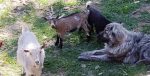 Livestock Guardian Dog With Goats
