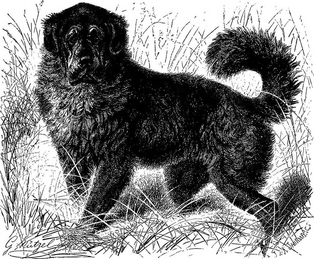 Livestock Guardian Dog