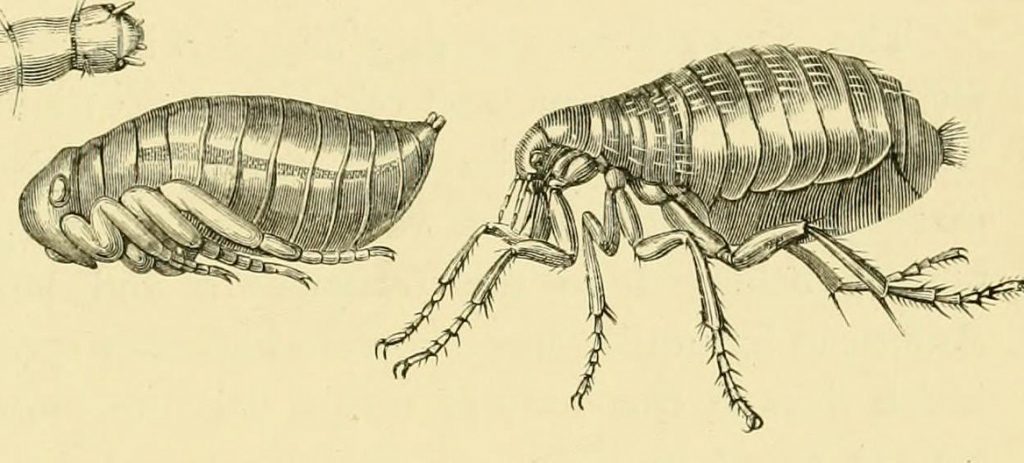 Common Flea Metamorphosis - Typhus Carriers