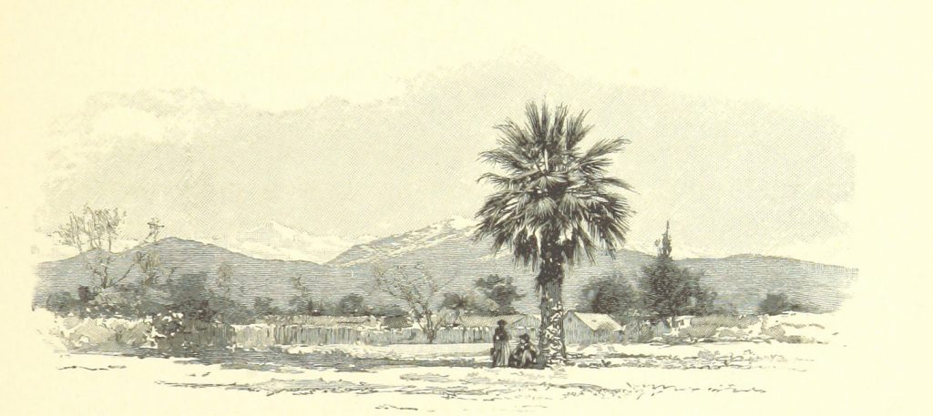 Palm Tree San Bernardino Southern California