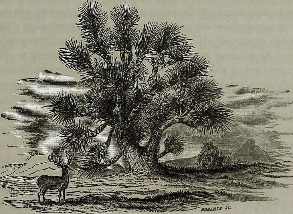 Yucca and Deer - Southern Califonia Desert