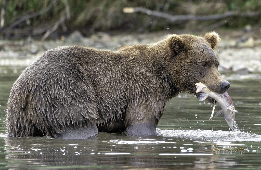 Alaskan Brown Bear