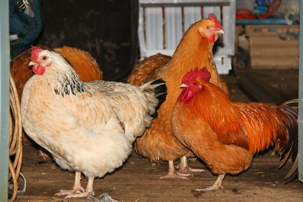 California Chicken Cull