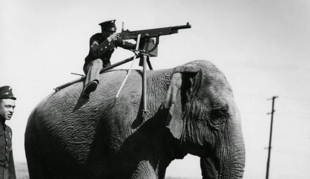 Elephant Machinegun