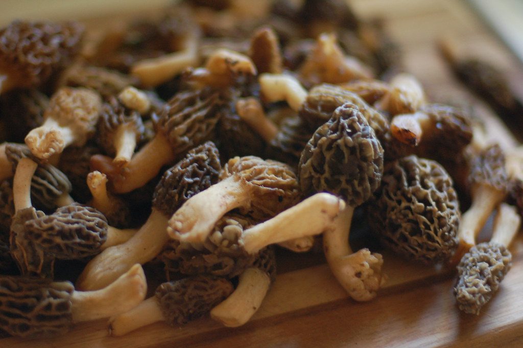 Morels Mushrooms