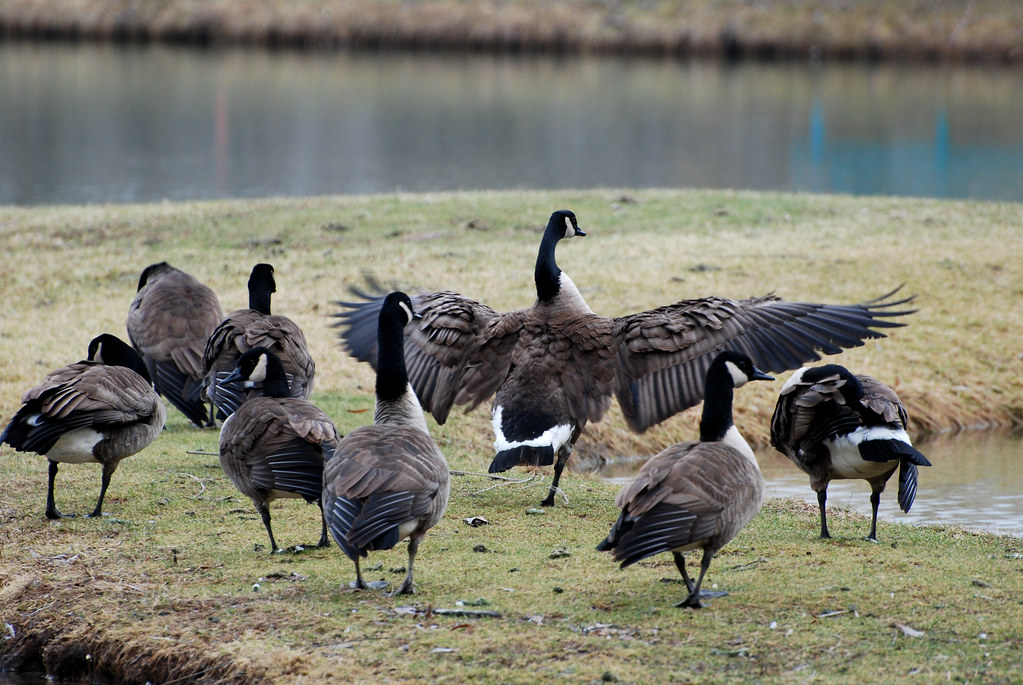 We've had a larger number of Canada Geese come visit our pastures.