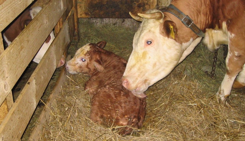 Cow and Calf