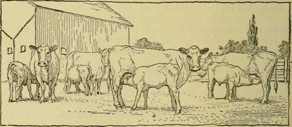 Cows With Calves