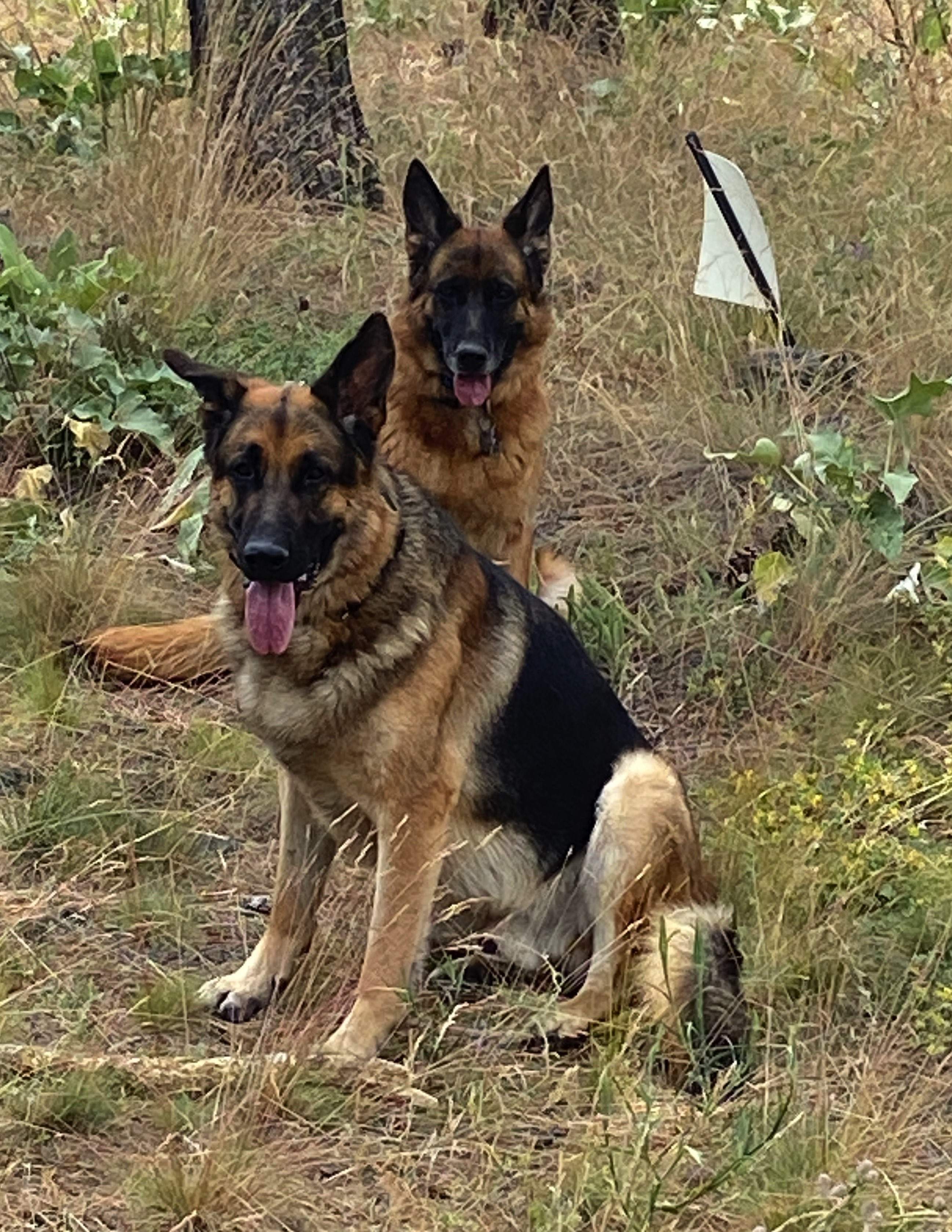 Four decades of experience with my German Shepherds