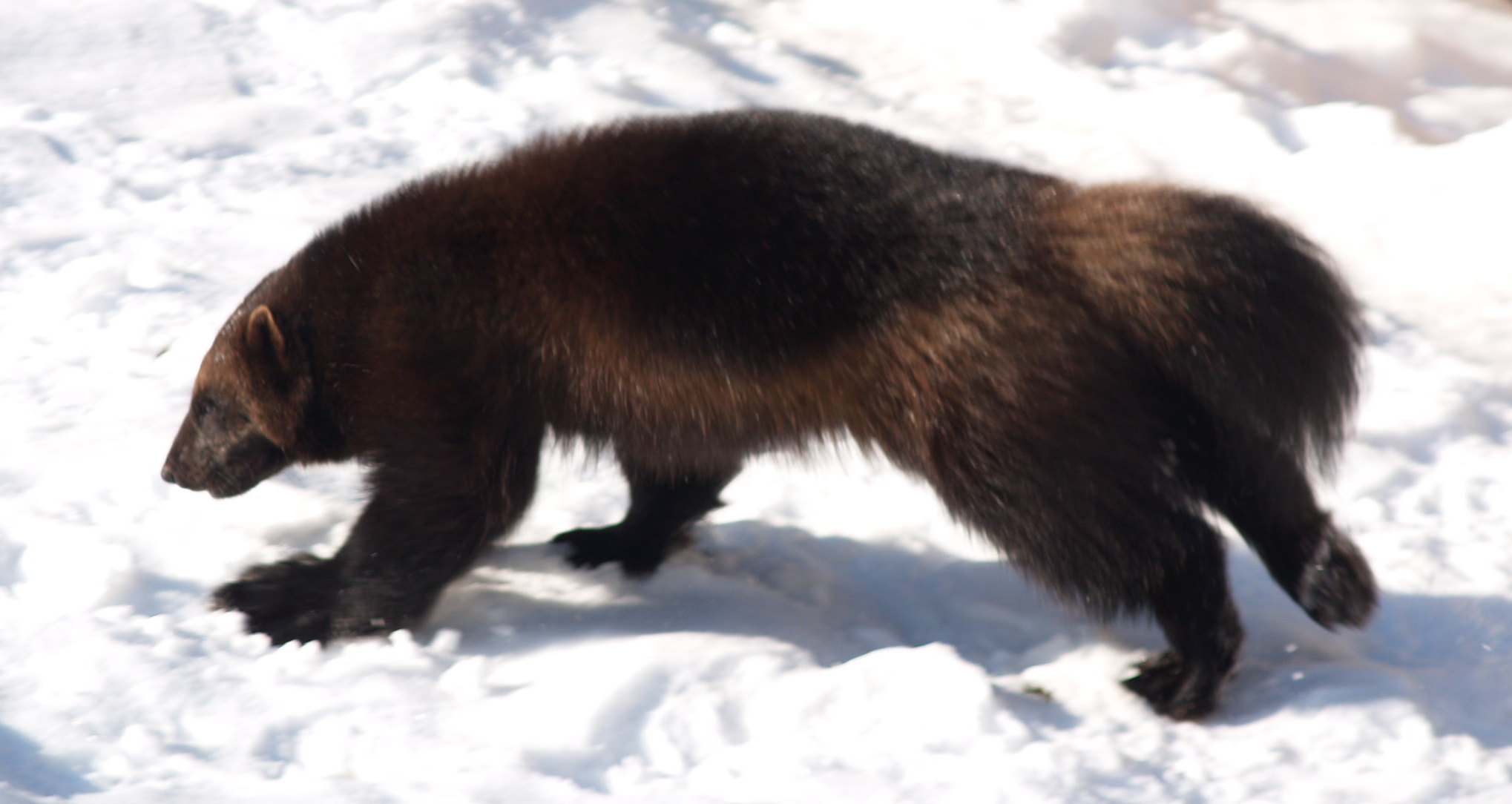 SurvivalBlog’s American Redoubt Media of the Week