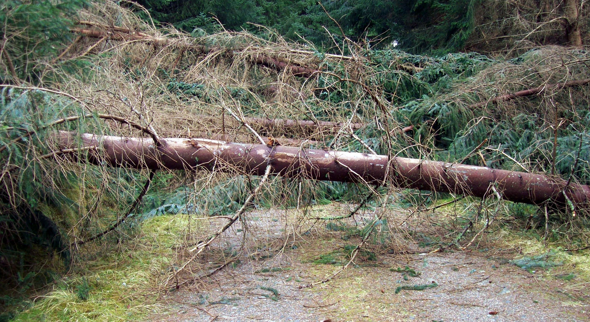 Inland Northwest Wind Storm. Some stretches of road looked normal