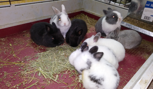 Our Experience in Raising Meat Rabbits, by K.B.