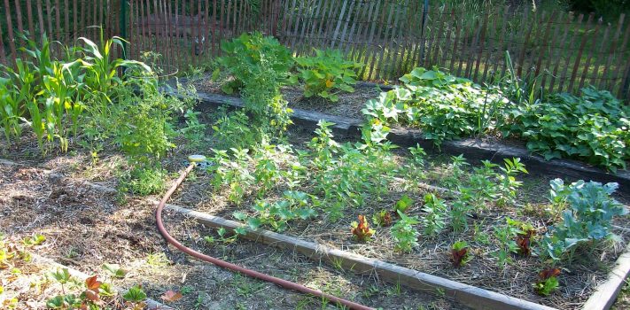 Growing Your Own Food in the Inland Northwest – Part 4, by D.F.