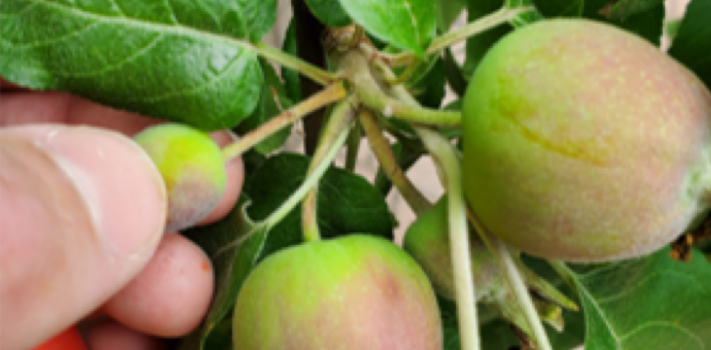 Apple Tree Care 102: Thinning Fruit, by T.S., Ph.D.