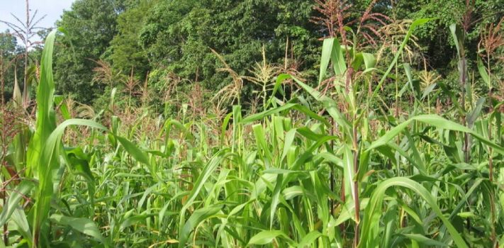 Beyond Organic:  Biological Systems Gardening for Food Security – Part 1, by Hobbit Farmer