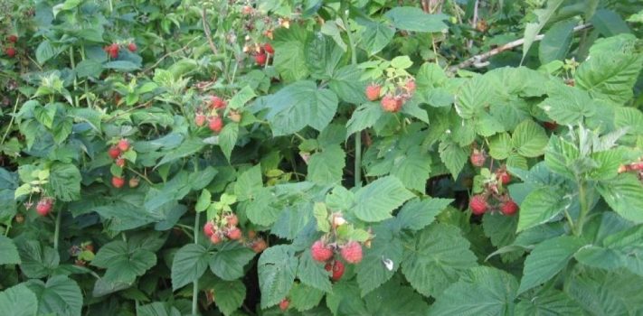 Editors’ Prepping Progress