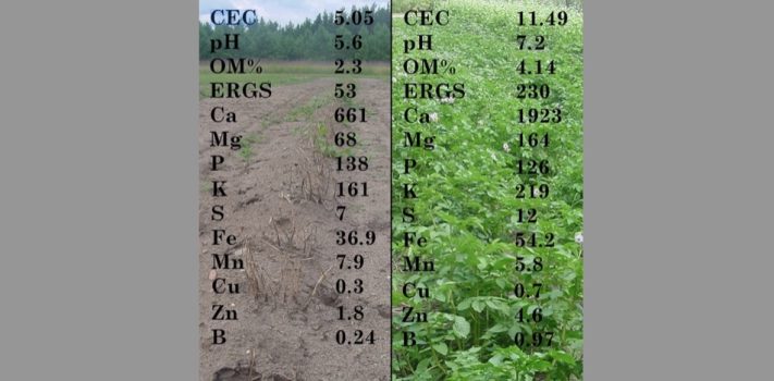 Soil Chemistry Basics, by D.N.G.