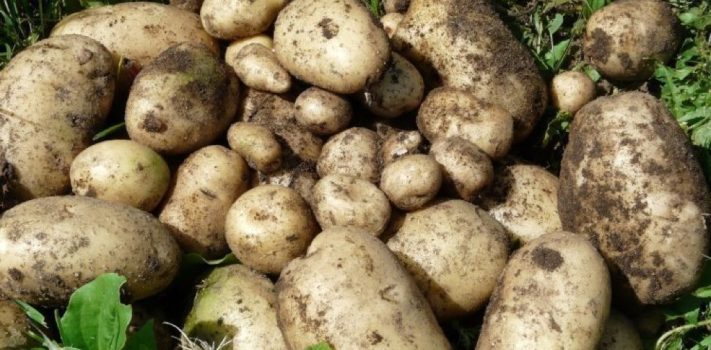 Editors’ Prepping Progress