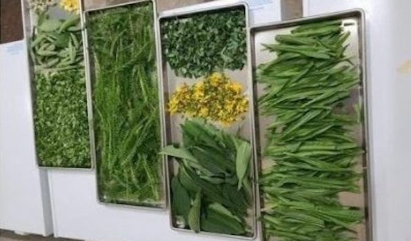 Herbal Medicine Basics, by Watchman H.A.