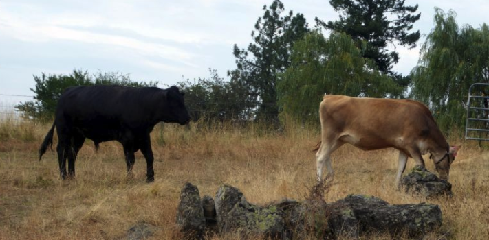 The Other AI: Breeding Maggie, by Patrice Lewis