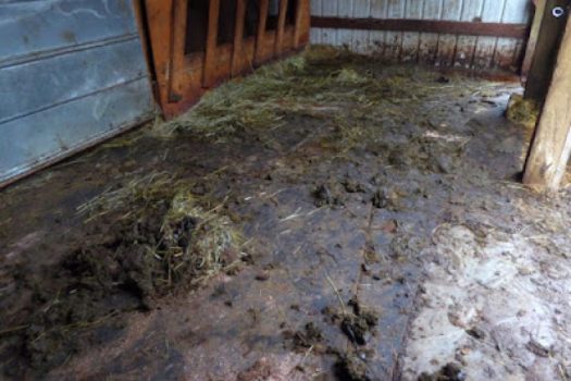 The Dirty Side of Homesteading, by Patrice Lewis. Cleaning the barn.