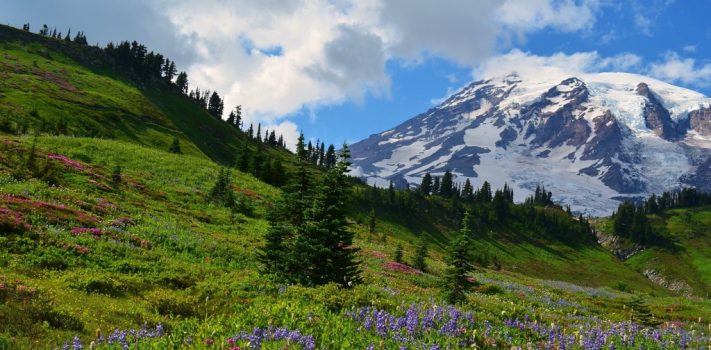 The Survivalist’s Odds ‘n Sods