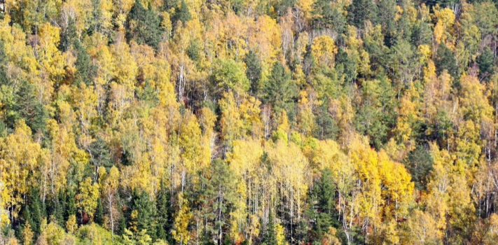 SurvivalBlog Readers’ & Editors’ Snippets