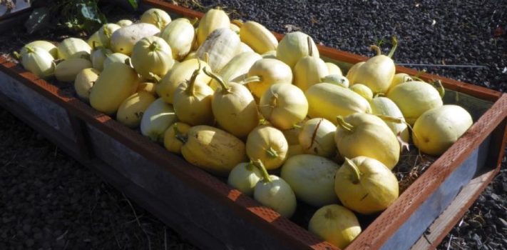 Processing Spaghetti Squash, by Patrice Lewis