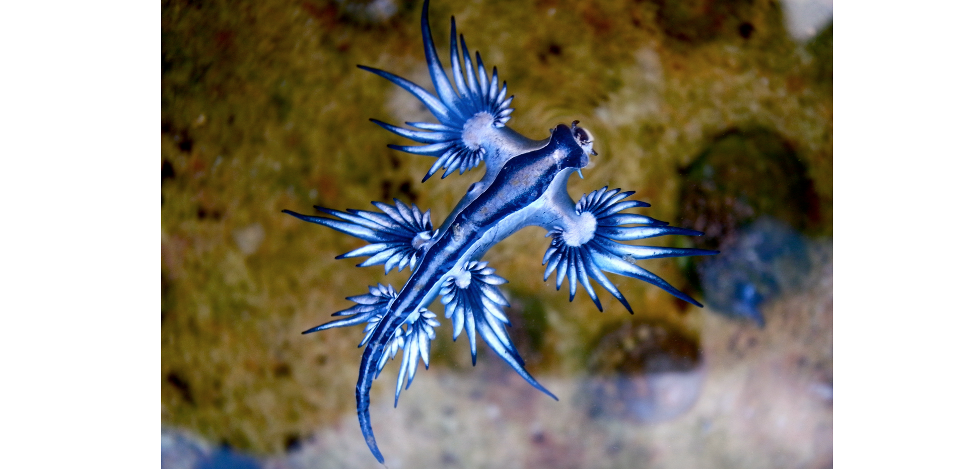 The Survivalist’s Odds ‘n Sods